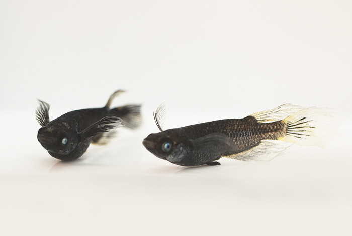 02_火焔武（かえんぶ）