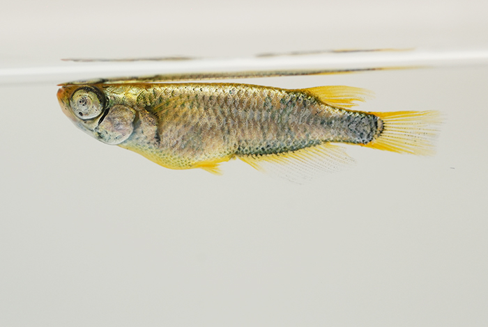 04_金衣（きんごろも）