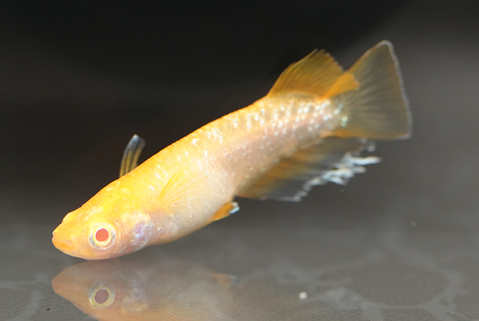 10_フロマージュアルビノ