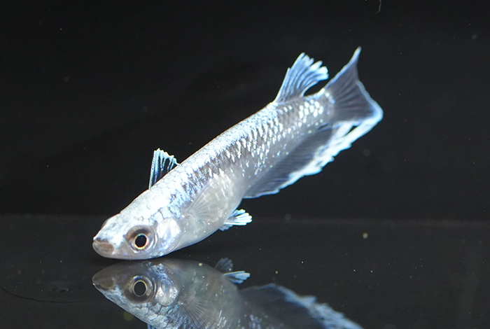 12_幻想（げんそう）