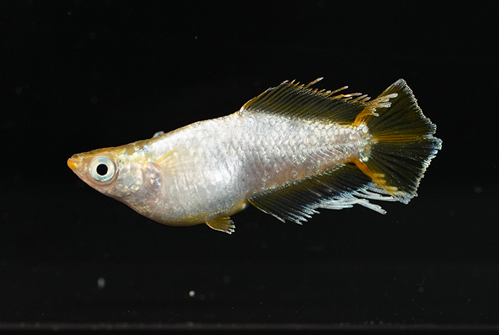 14_光紬（みつ）