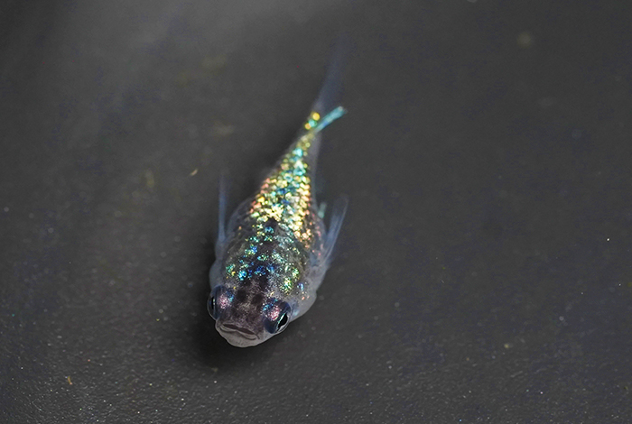 19_ロイヤルブルーダルマ