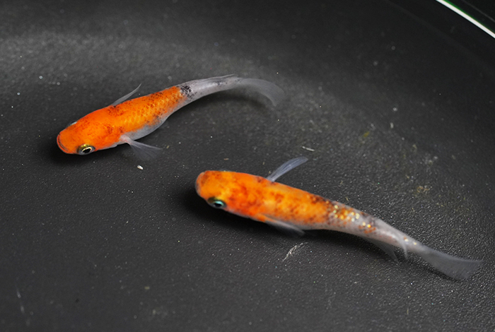 20_坂出三色ラメ　非透明鱗